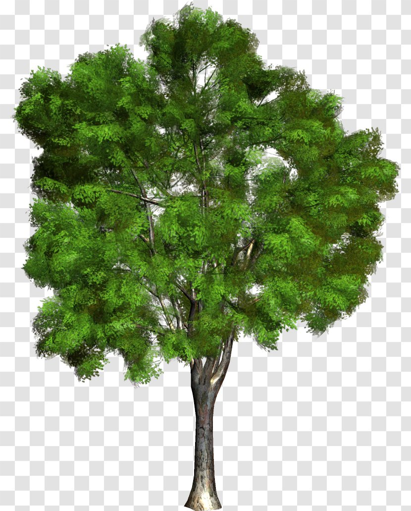 Filicium Decipiens Tree - Woody Plant Transparent PNG