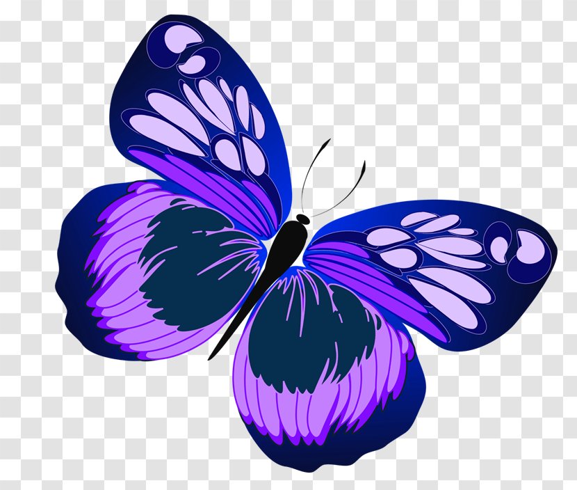 Clip Art Butterfly Image Free Content - Royaltyfree Transparent PNG
