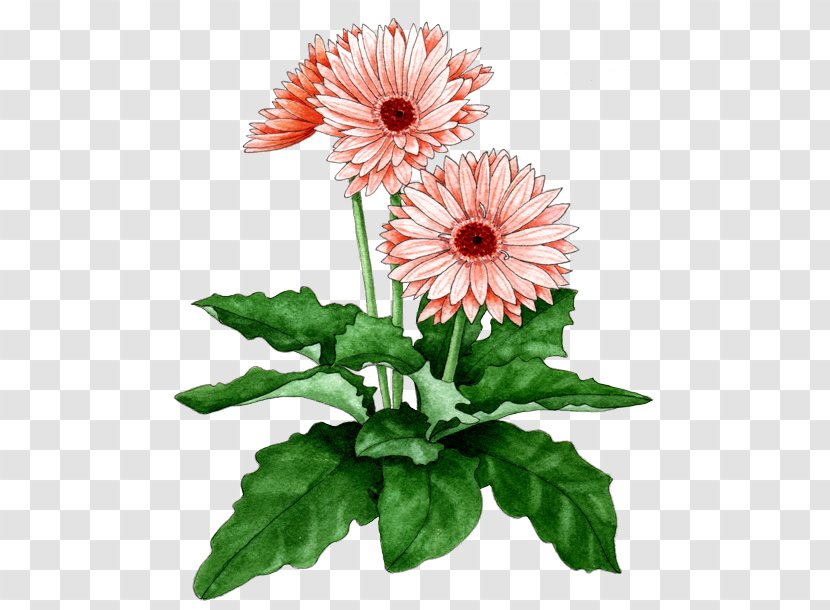 Gerbera Jamesonii Cut Flowers Plant Chrysanthemum - Bud Transparent PNG