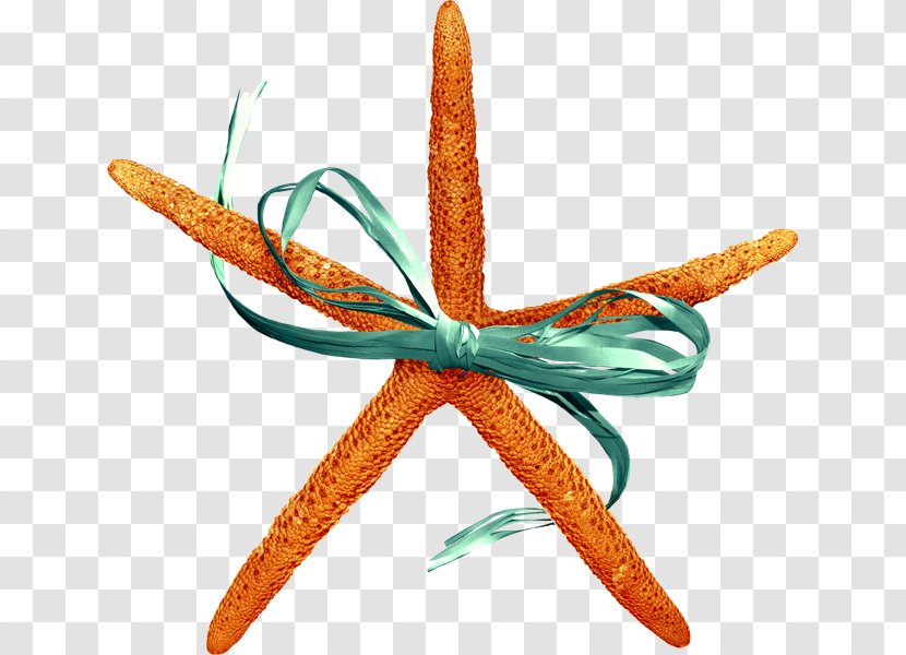 Starfish Sea Animal Scrapbooking Clip Art - Ue Transparent PNG