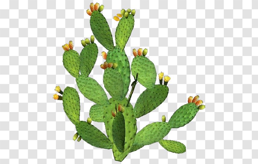 Barbary Fig Eastern Prickly Pear Plant Nopal Stenocereus Thurberi - Suculent Transparent PNG