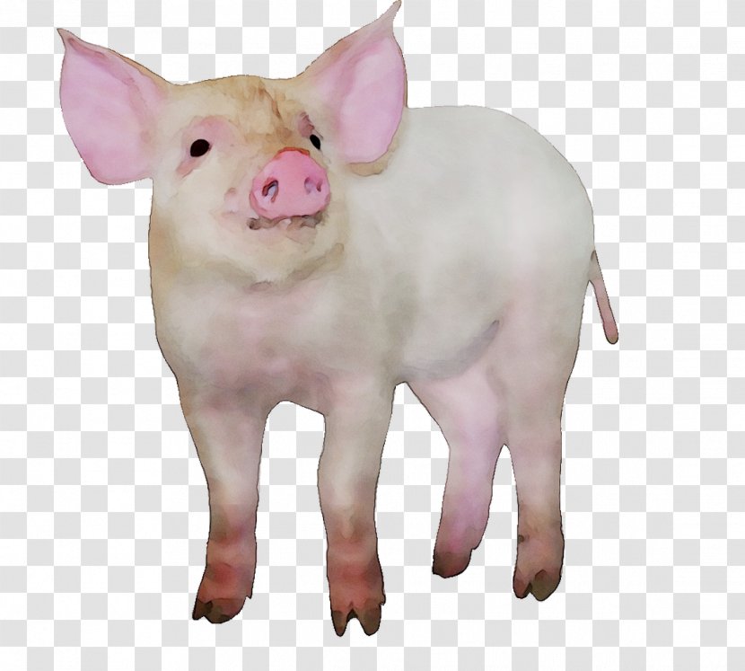 Domestic Pig Dog Breed Pig's Ear - Pink M Transparent PNG