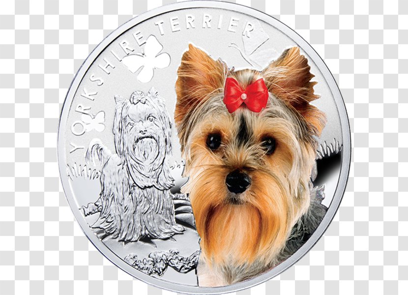 Yorkshire Terrier Puppy West Highland White Chihuahua - Norfolk Transparent PNG