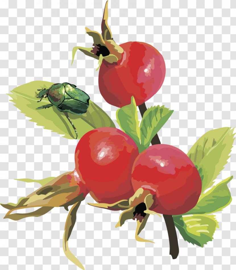 Frutti Di Bosco Euclidean Vector Cherry Fruit - Vegetable - Pomegranate Transparent PNG