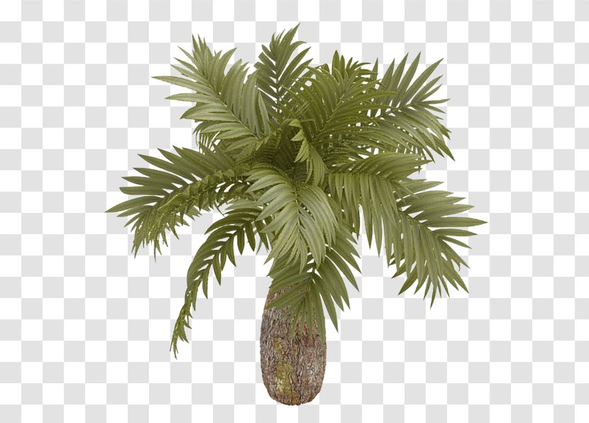 Arecaceae 3D Computer Graphics Euclidean Vector Tree - Coconut - Palm 3d Model Material Transparent PNG