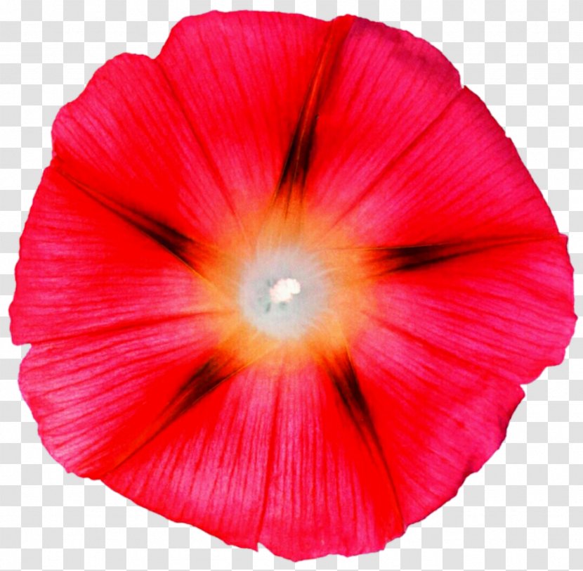Mallows The Poppy Family - Flower - Coral Transparent PNG