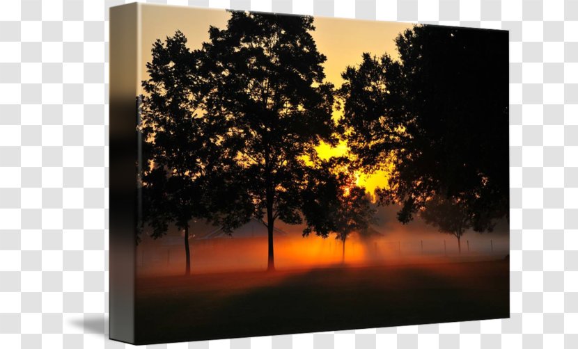 Stock Photography Kolej Tuanku Ja'afar Morning Branching - Tree - Sun Rise Transparent PNG