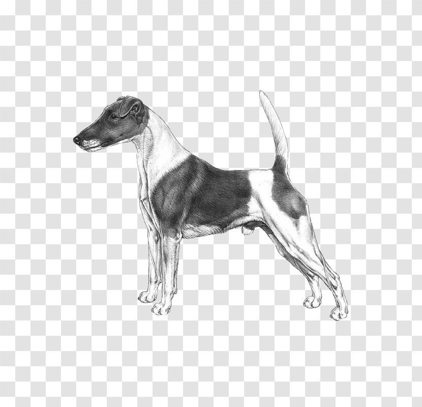Dog Breed Whippet Italian Greyhound Sloughi Harrier - Like Mammal - Fox Terrier Transparent PNG