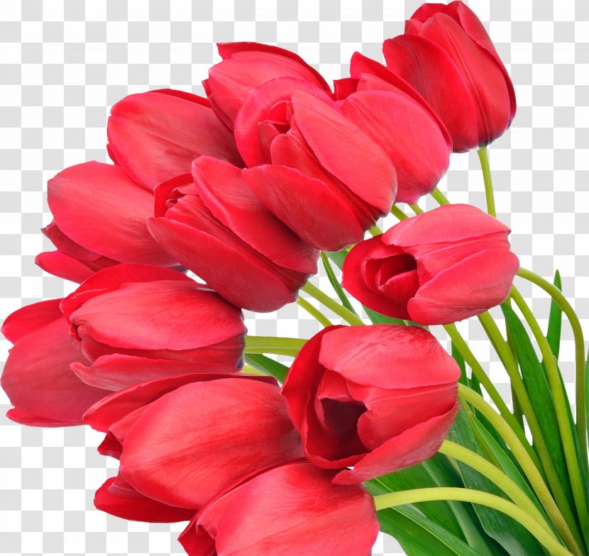 Tulip Flower Bouquet Image - Garden Roses Transparent PNG