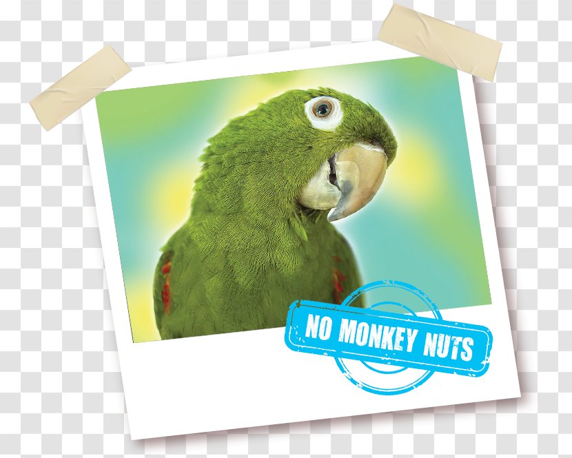 Macaw Parrot What's Wrong With Copying? Parakeet Vitamin - Antioxidant - Monkey Nuts Transparent PNG
