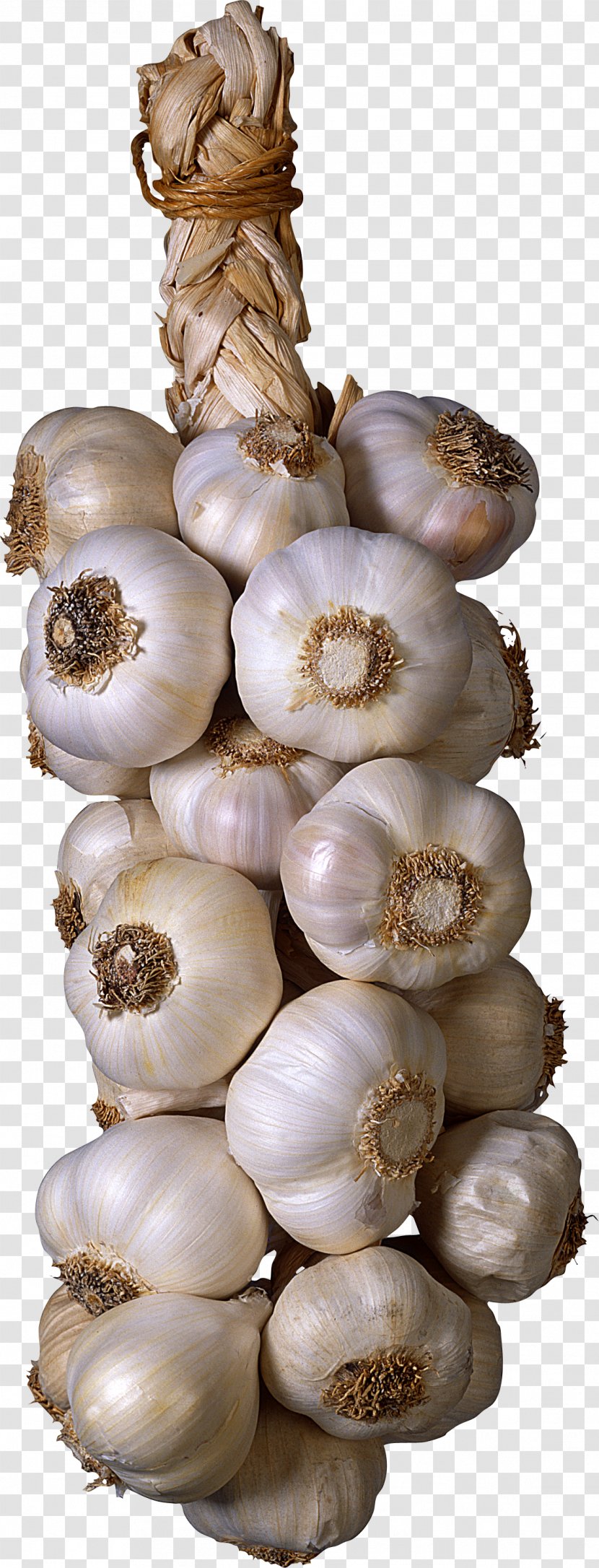 Garlic Vegetable Seasoning Clip Art - Elephant Transparent PNG