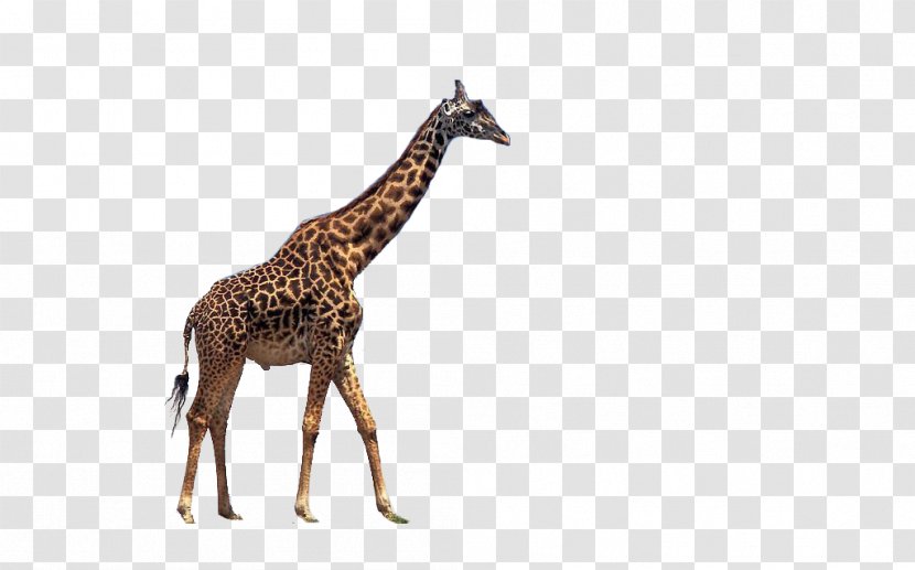 Reticulated Giraffe Drawing Color - Giraffidae - Walking Transparent PNG