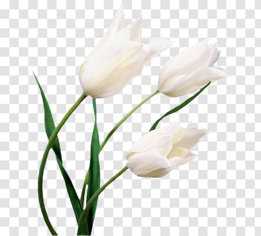 Tulip Flower White Desktop Wallpaper Lilium - Lily Flowers Transparent PNG