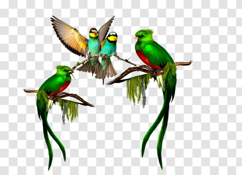 Bird El Quetzal Resplendent Parrot - Hummingbird Transparent PNG