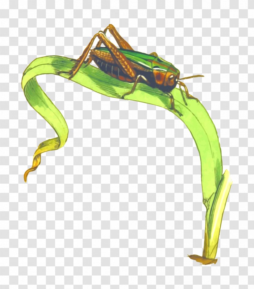 Grasshopper Locust Clip Art - Amphibian - Insect Transparent PNG