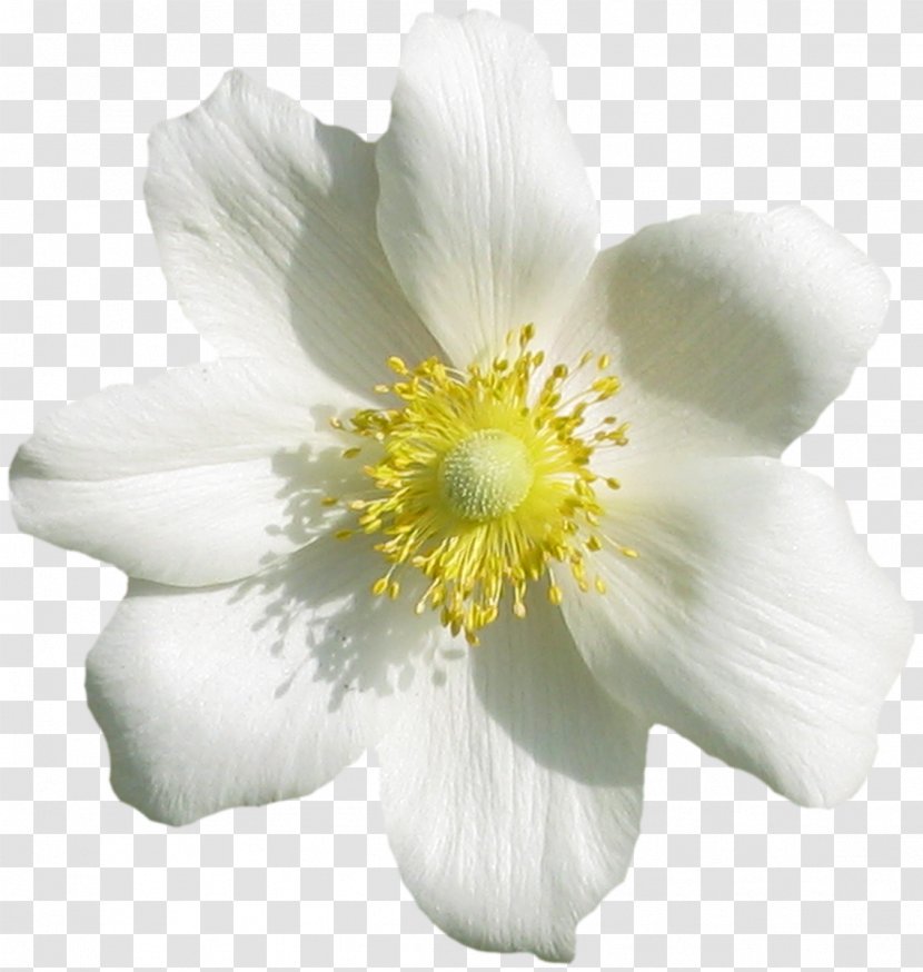 Flower Flowering Plant Petal White - Windflower - Mock Orange Anemone Transparent PNG