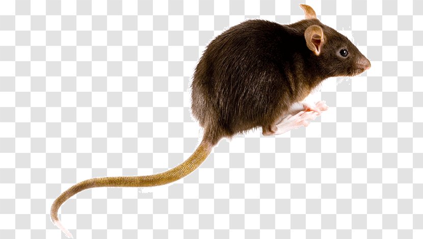 Brown Rat Mouse Rodent Black Muskrat Transparent PNG