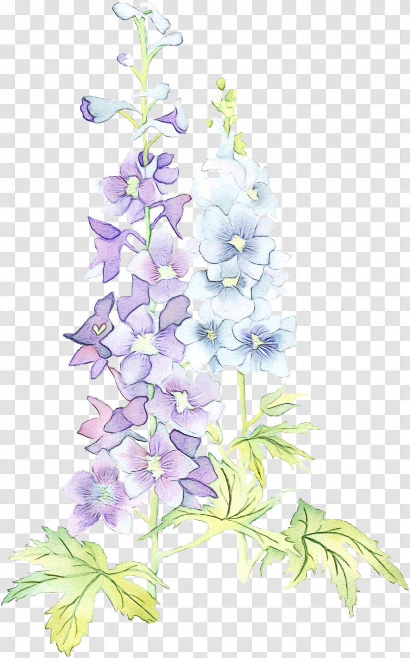 Lavender - Monkshood - Bellflower Family Transparent PNG