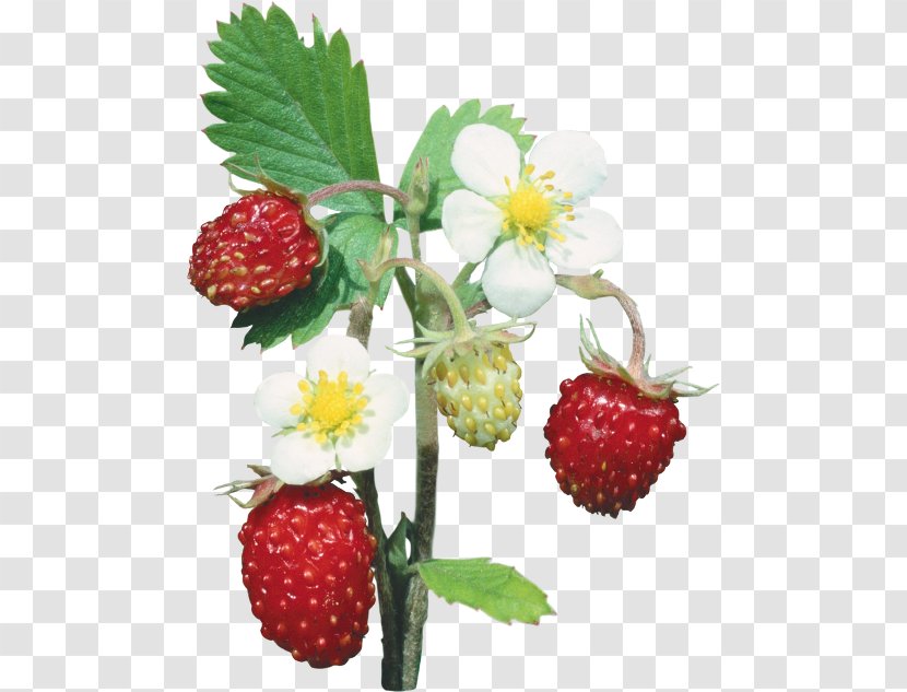 Strawberry Fruit Berries Image - Strawberries Transparent PNG