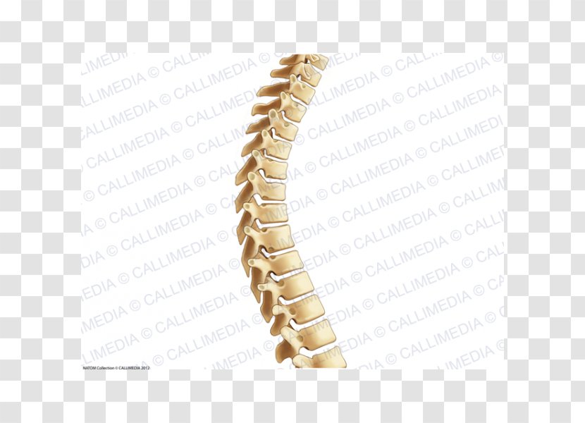 Vertebral Column Thoracic Vertebrae Lumbar Anatomy - Flower - Chinese Bones Transparent PNG