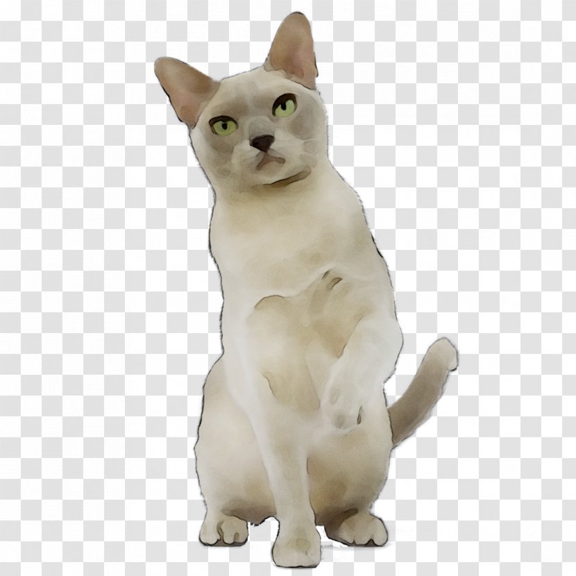 Japanese Bobtail American Wirehair Tonkinese Cat Domestic Short-haired Myanmar - Asian People Transparent PNG