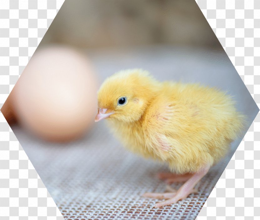 Chicken Best Of AWS- Re:Invent 2017 אפרוח Duck Free-range Eggs - Galliformes Transparent PNG