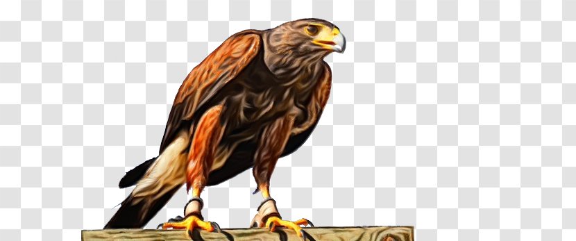 Bird Of Prey Golden Eagle Hawk - Falcon Beak Transparent PNG