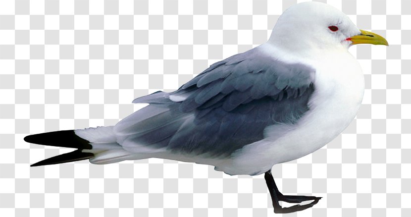 European Herring Gull Great Black-backed Bird Clip Art - Photography Transparent PNG