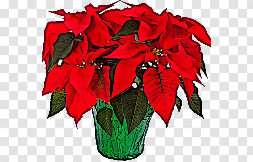Flower Red Poinsettia Plant Leaf Transparent PNG