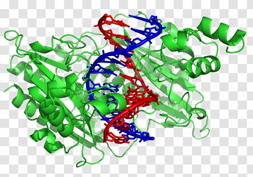 DNA-binding Protein Restriction Enzyme Domain - Nucleic Acid Double Helix - DNA Transparent PNG