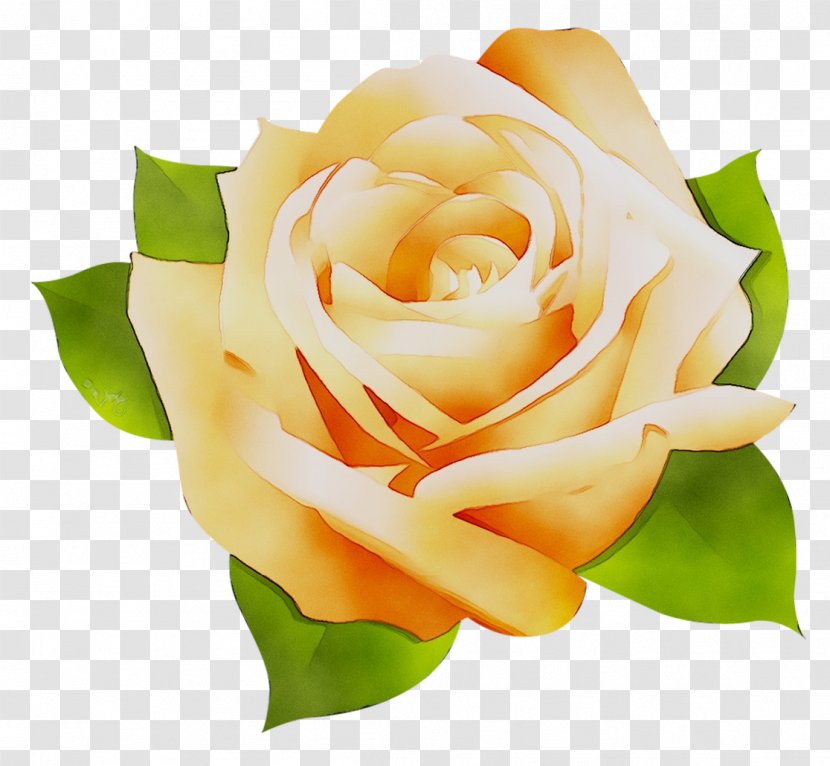 Garden Roses Cabbage Rose Floribunda Microsoft Office Cut Flowers - Closeup - Petal Transparent PNG