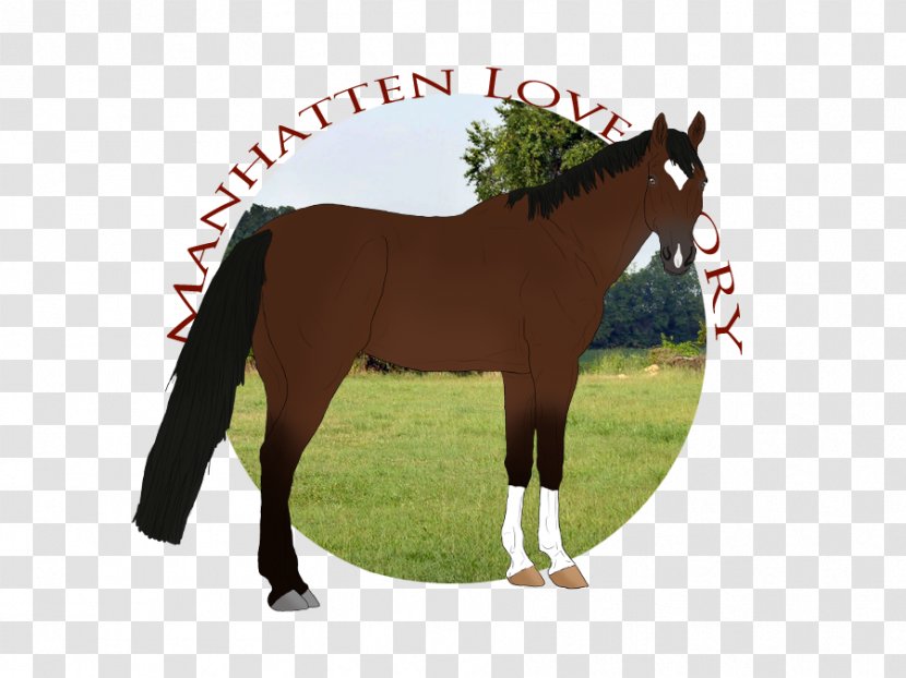 Stallion Mustang Foal Mare Colt - Yonni Meyer Transparent PNG