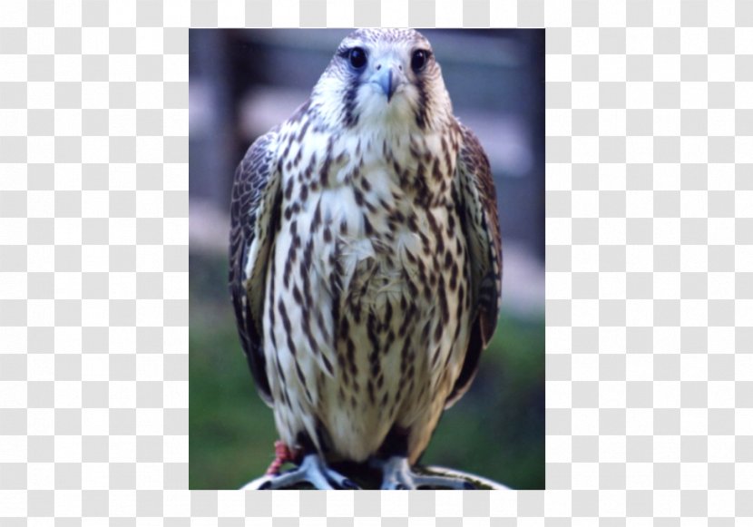 Welsh Hawking Centre Buzzard Falconry Owl Transparent PNG