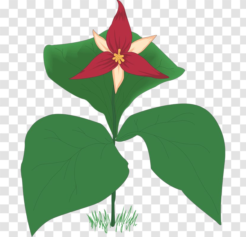 Drawing Clip Art - Flora - Symbol Transparent PNG
