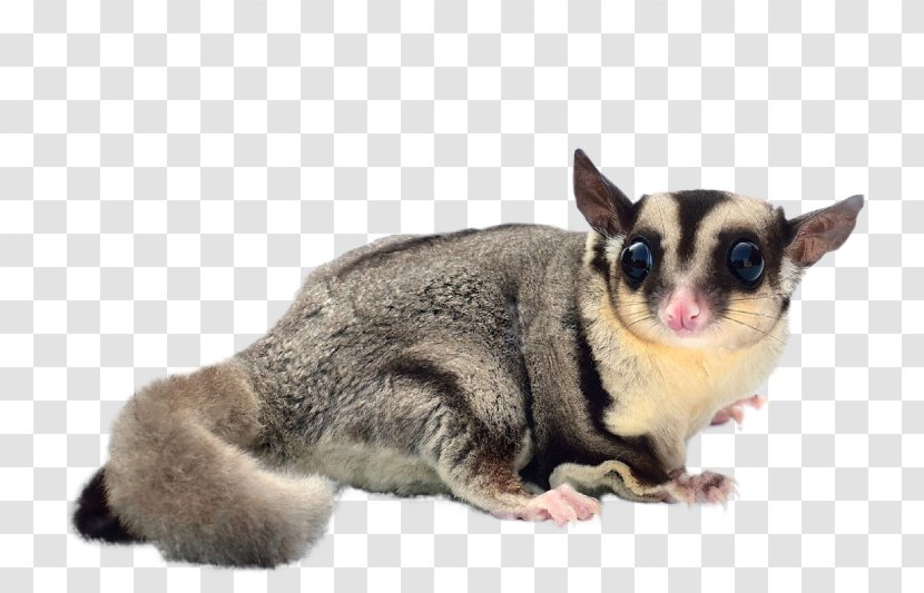 Flying Squirrel Sugar Glider Dog Breed Pet - Petaurus Transparent PNG