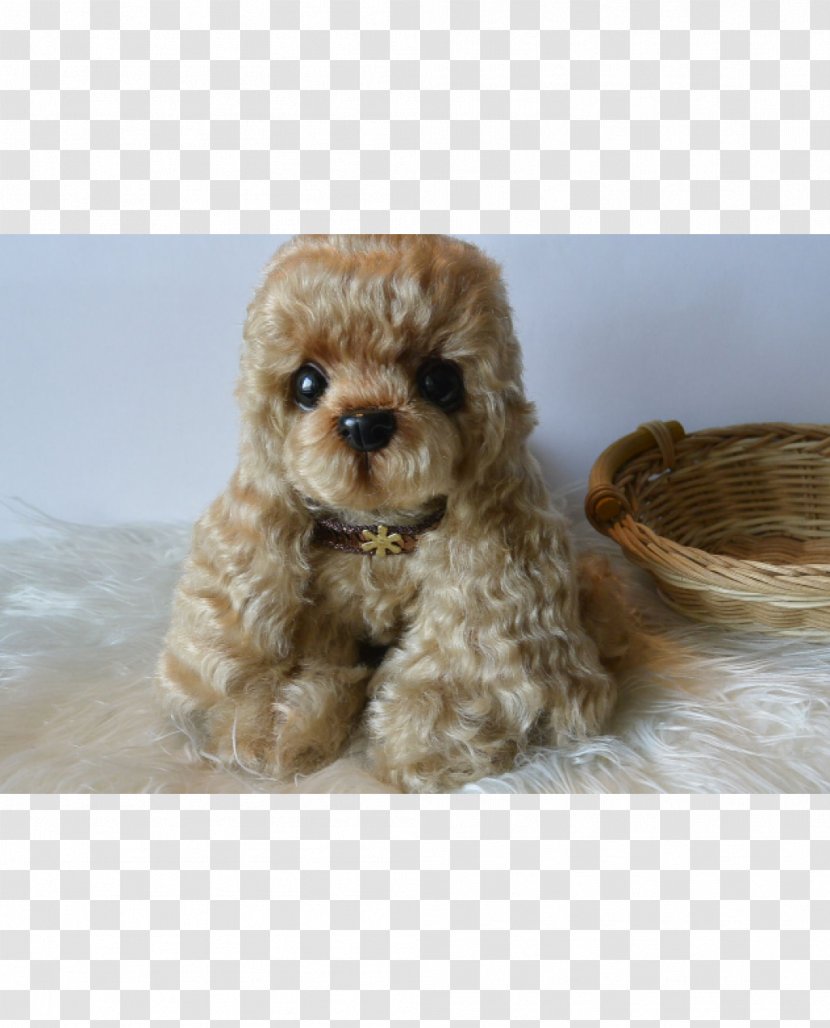 Miniature Poodle Toy Standard Cockapoo Schnoodle - Dog Like Mammal - Puppy Transparent PNG