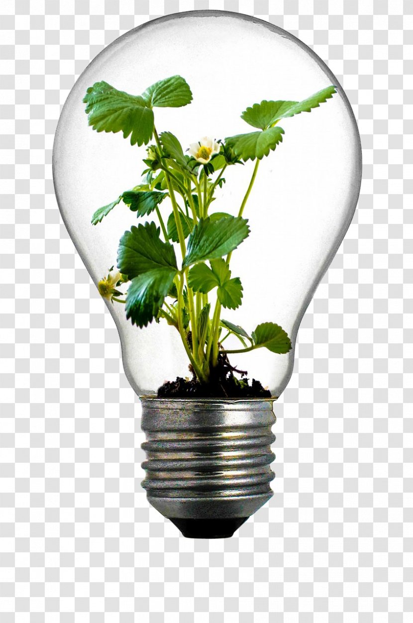 Incandescent Light Bulb Grow Flowerpot Plant - Green Energy Saving Transparent PNG