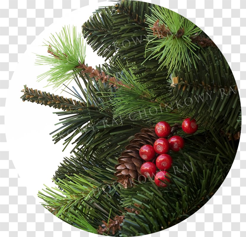 Pine Christmas Ornament Spruce Fir - Tree Transparent PNG