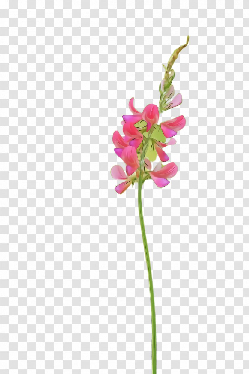 Flower Flowering Plant Pink Pedicel - Orchid Stem Transparent PNG