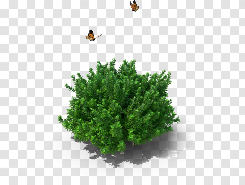 Shrub Box Tree - Grass - Secret Garden Wind Transparent PNG