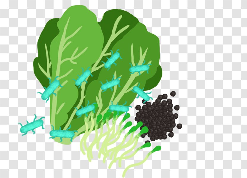 Leaf Vegetable Drawing Product Recall - Plant - Romaine Lettuce Transparent PNG