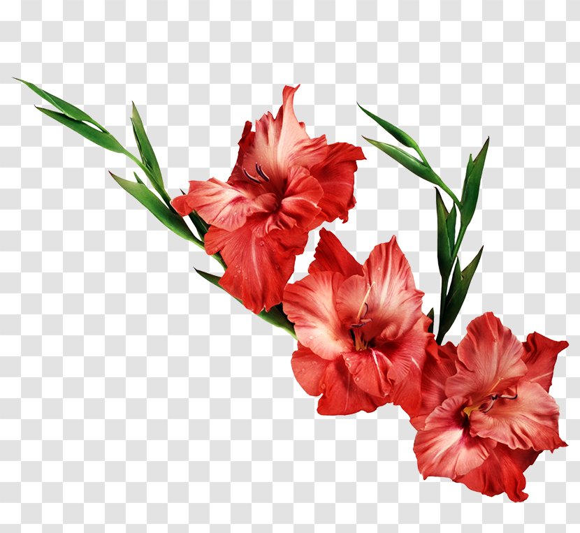 Gladiolus Flower Desktop Wallpaper Clip Art - Floristry Transparent PNG