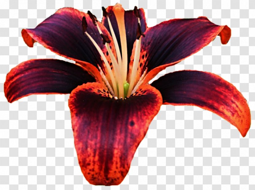 Lilium Bulbiferum Tiger Lily Flower Daylily Purple - Red Transparent PNG