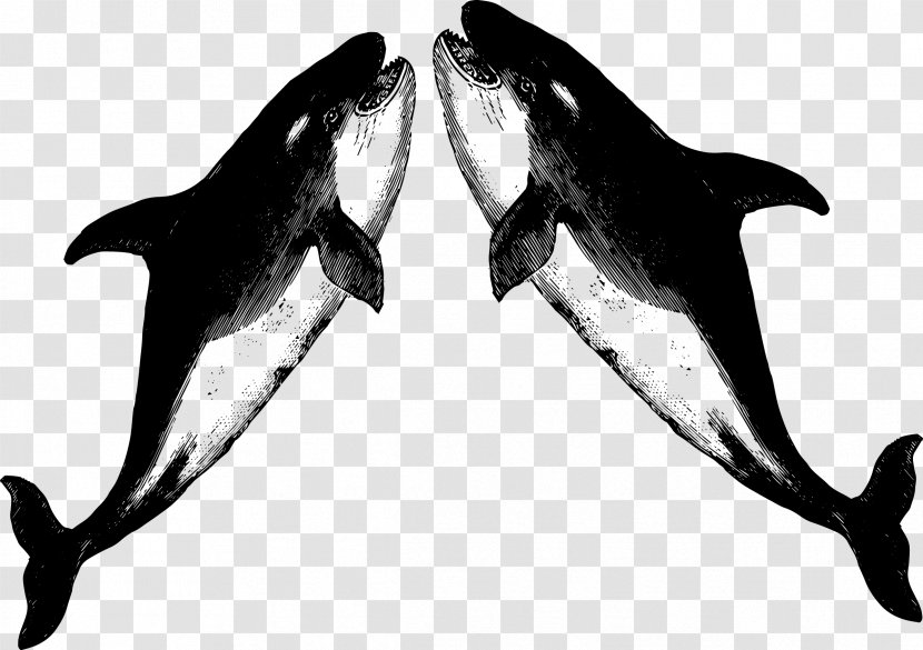 White-beaked Dolphin Killer Whale T-shirt Porpoise Raglan Sleeve - Wildlife Transparent PNG