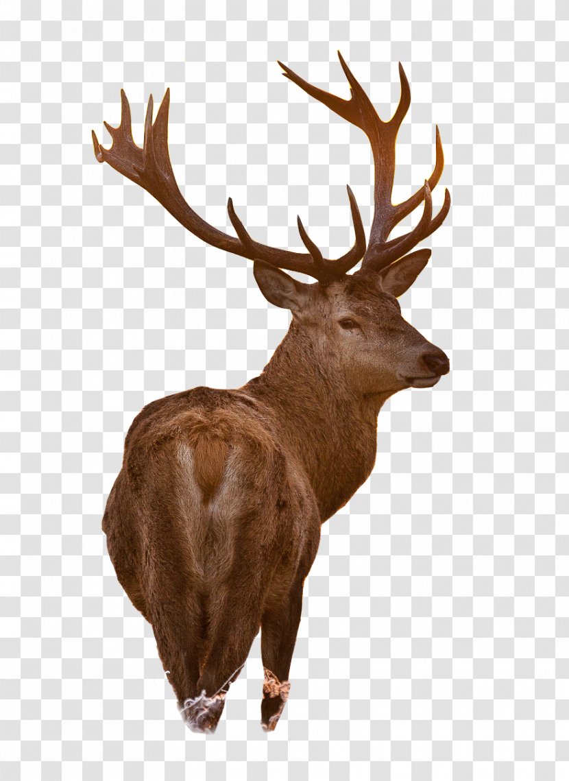 White-tailed Deer Moose Red Reindeer - Antler - Horn Transparent PNG