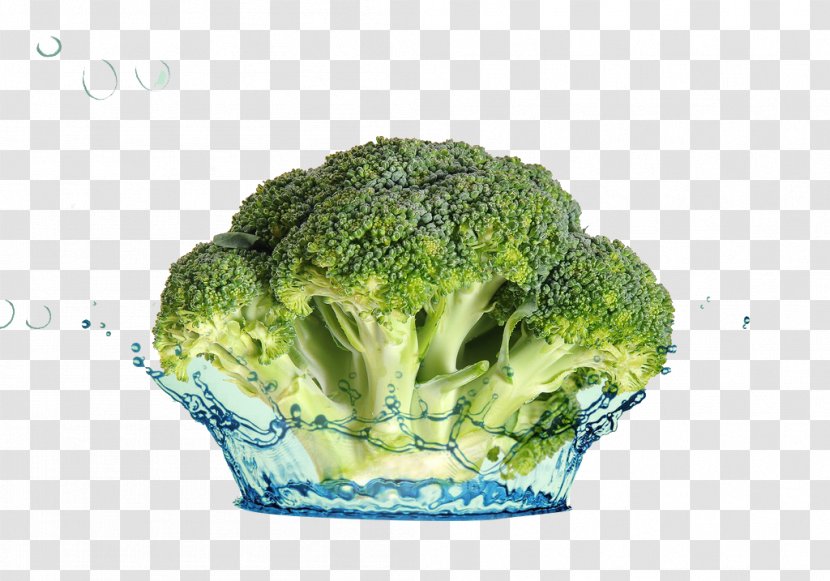 Broccoli Romaine Lettuce Vegetable - Water Transparent PNG