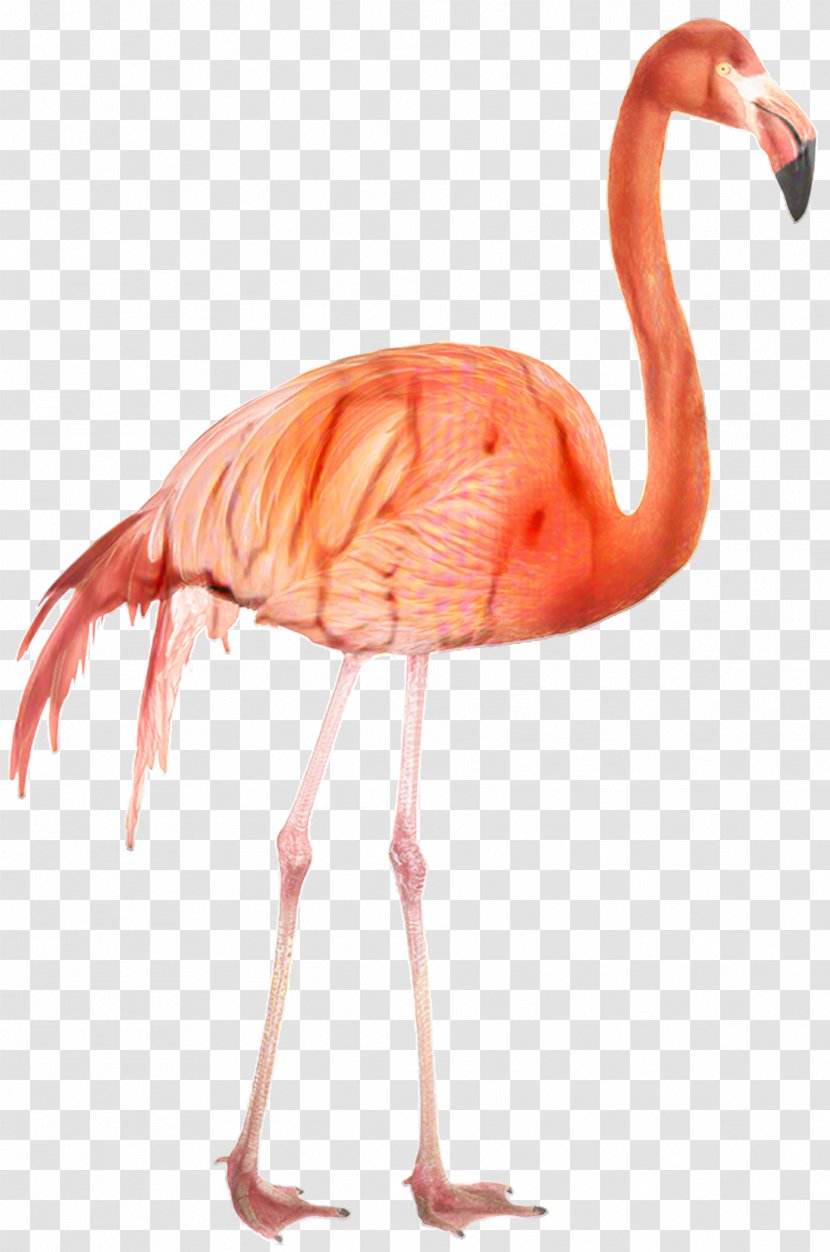 Pink Flamingo - Terrestrial Animal - Muscle Wildlife Transparent PNG
