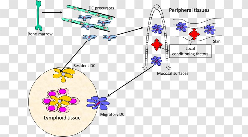 Dendritic Cell Dendrite Mucosa-associated Lymphoid Tissue - Antigen - Area Transparent PNG