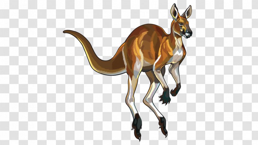 Red Kangaroo Illustration - Wildlife Transparent PNG