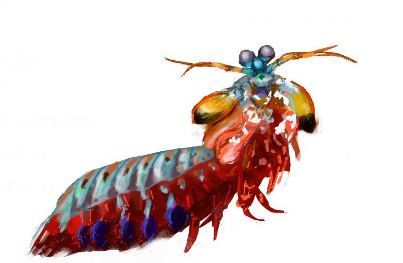 Insect Mantis Shrimp Drawing Clip Art - Organism - Shrimps Transparent PNG